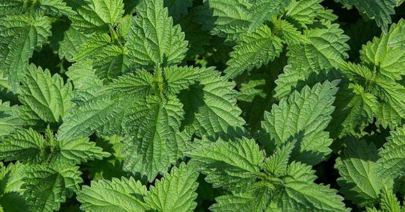 Ortiga for the treatment of prostatitis